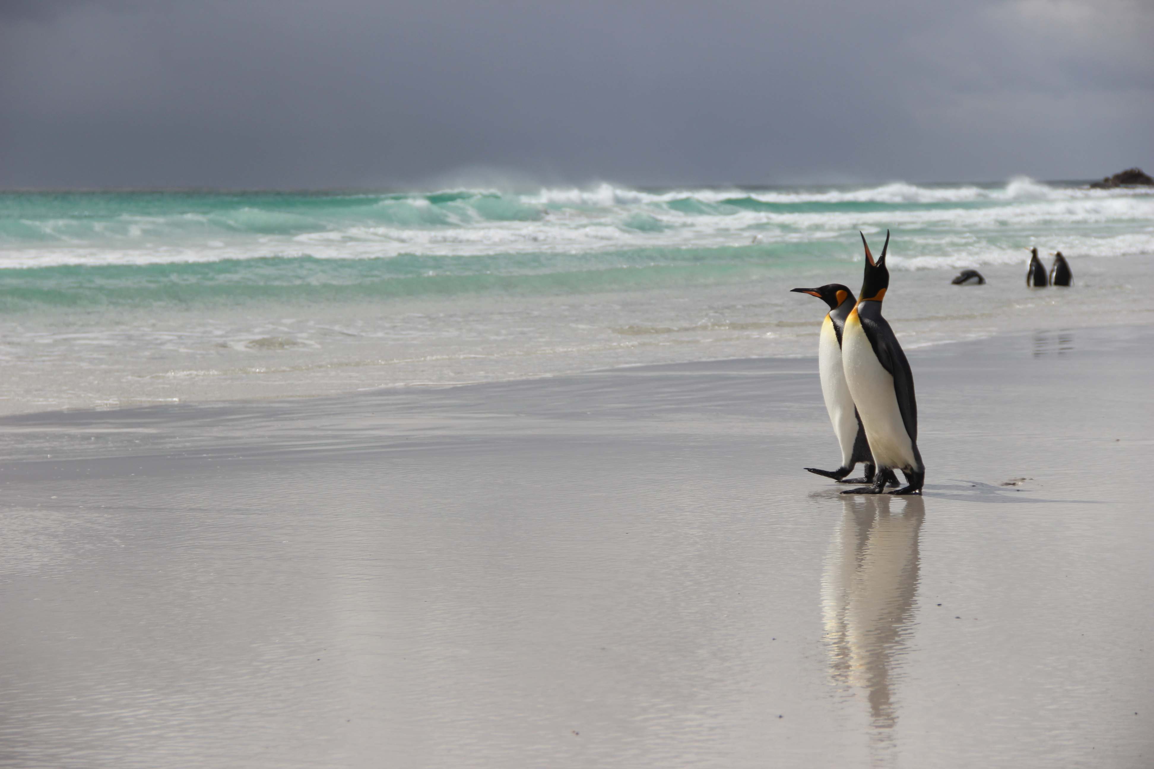 Animal Focus : Le Pingouin Roi