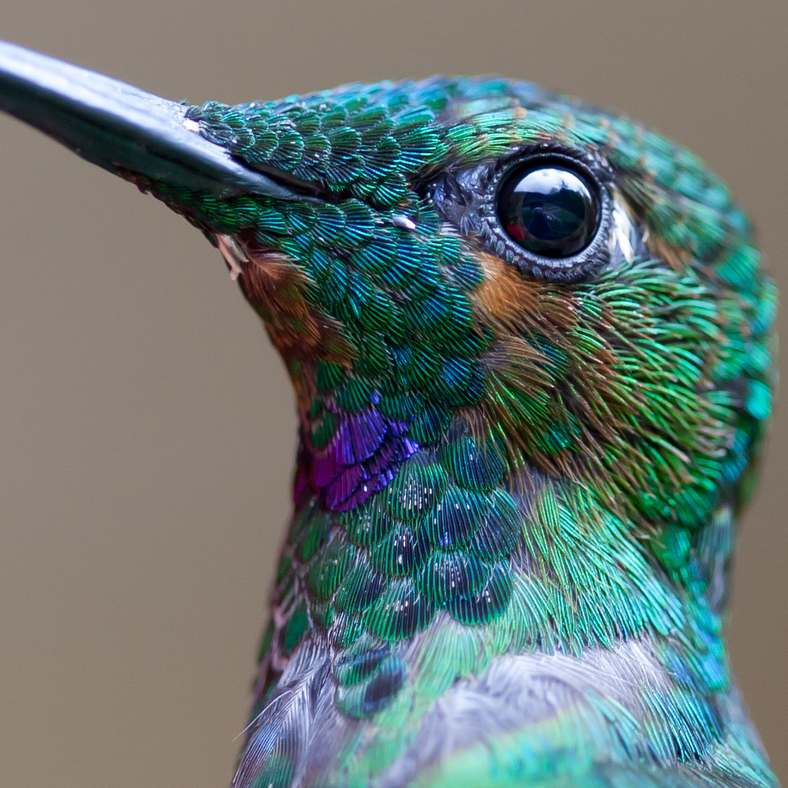 Animal Spotlight : Le colibri brésilien