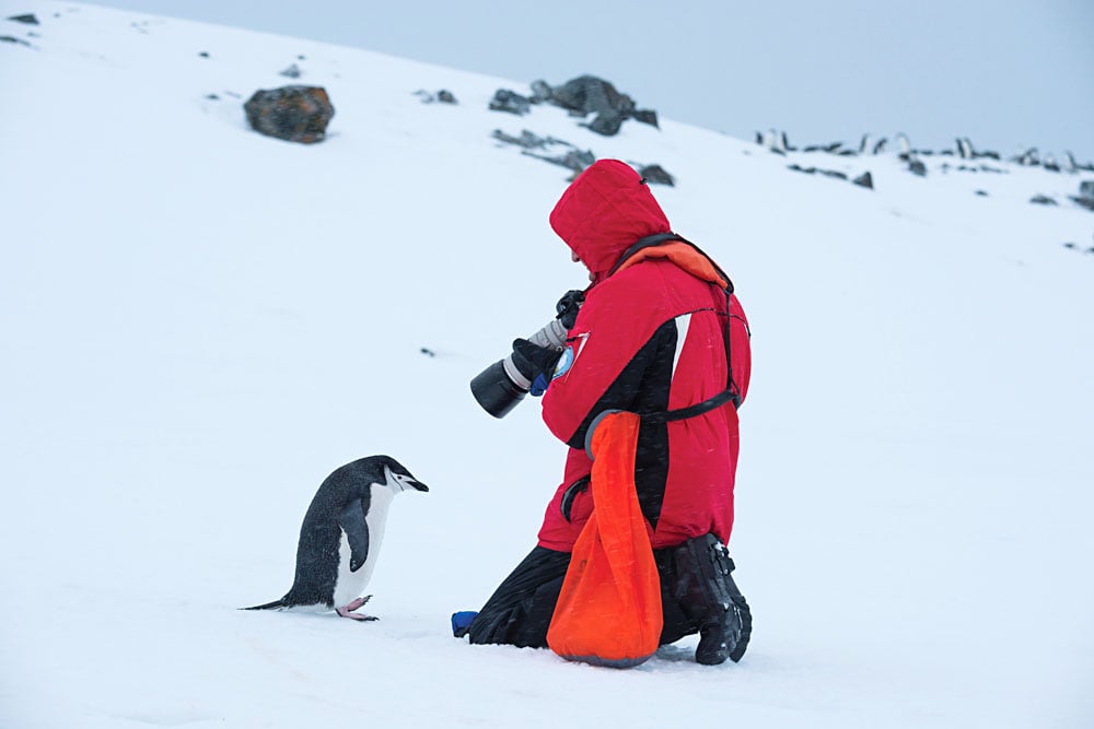 Apprenez à connaître de près la faune de l'Antarctique