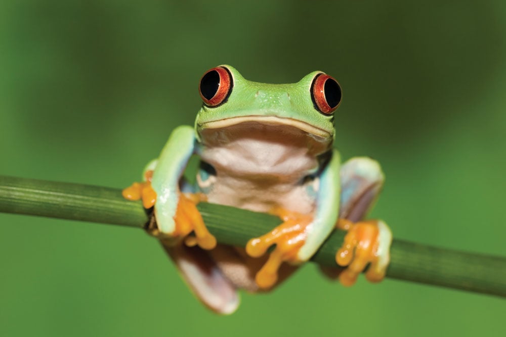 Le Costa Rica veut " sauver les Américains ".