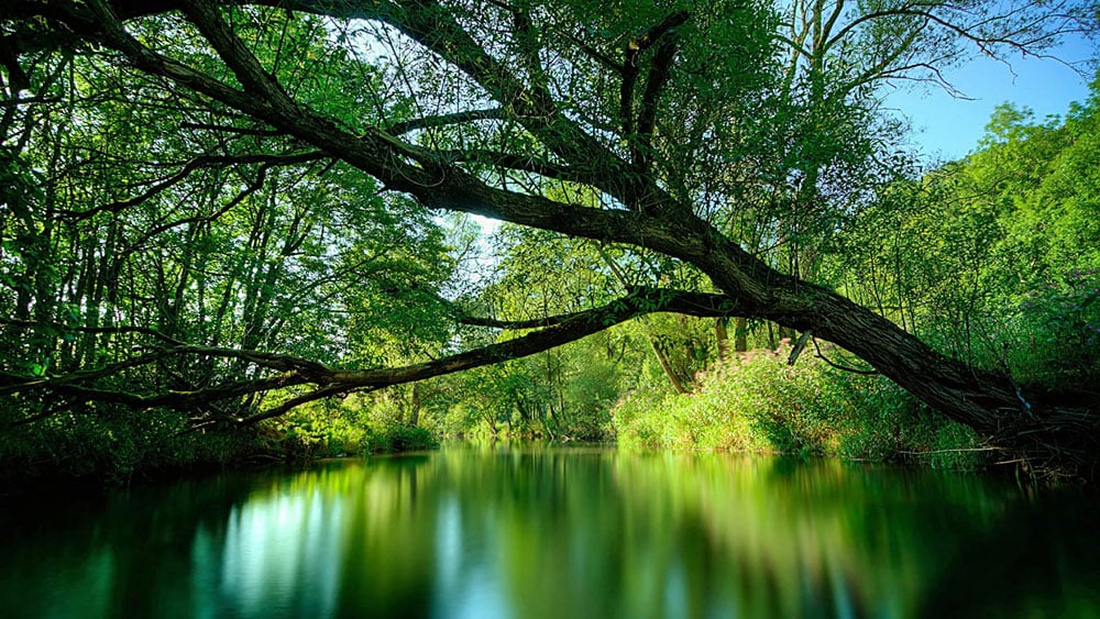 Les secrets de Dame Nature découverts dans le fleuve Amazone au Brésil