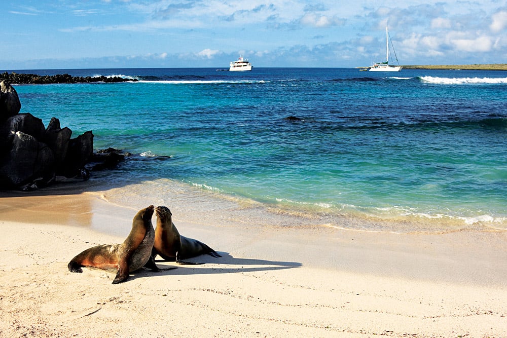 Naviguez dans l'ultime terrain de jeux pour animaux de la nature sur les îles Galápagos.