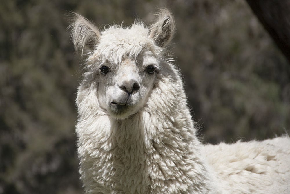 Une expérience différente en Amérique du Sud