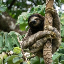 12 animaux étonnants d'Amérique centrale et du Sud - img