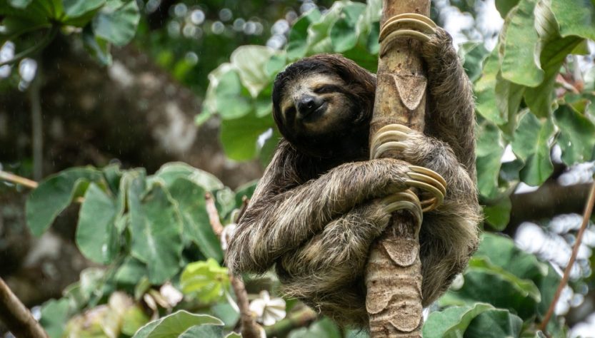 12 animaux étonnants d'Amérique centrale et du Sud - img