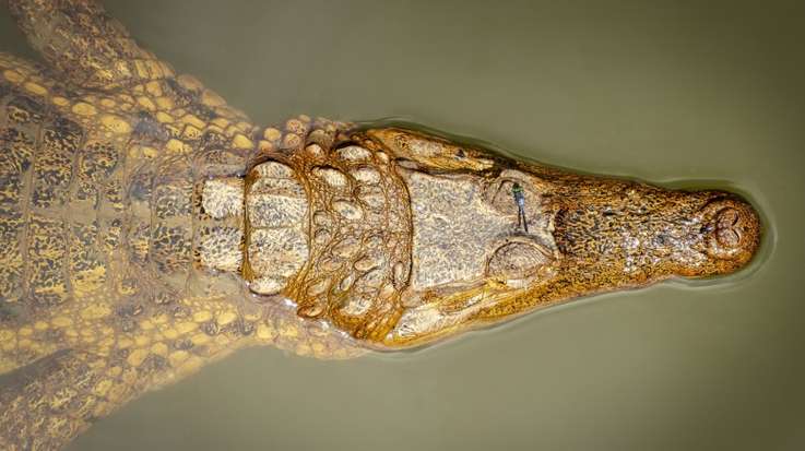 L'Équateur en janvier : Météo et faune - img