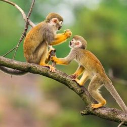 L'Équateur en mars : Conseils météorologiques et observation de la faune - img
